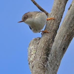 Daphoenositta chrysoptera at Yarralumla, ACT - 19 Aug 2024