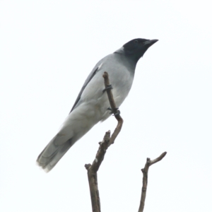 Coracina novaehollandiae at Yarralumla, ACT - 19 Aug 2024