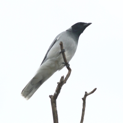 Coracina novaehollandiae (Black-faced Cuckooshrike) at Yarralumla, ACT - 19 Aug 2024 by Trevor