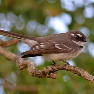 Rhipidura albiscapa (Grey Fantail) at Yarralumla, ACT - 19 Aug 2024 by Trevor