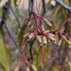 Amyema miquelii (Box Mistletoe) at Kambah, ACT - 19 Aug 2024 by HelenCross