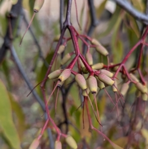 Amyema miquelii at Kambah, ACT - 19 Aug 2024