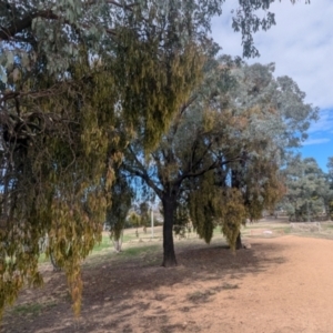 Amyema miquelii at Kambah, ACT - 19 Aug 2024 01:22 PM