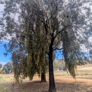 Amyema miquelii at Kambah, ACT - 19 Aug 2024