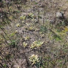 Bidens sp. at Whitlam, ACT - 19 Aug 2024 12:42 PM