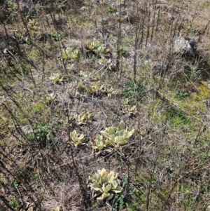 Bidens sp. at Whitlam, ACT - 19 Aug 2024 12:42 PM