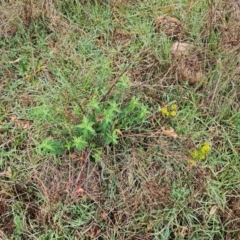 Euphorbia oblongata (Egg-leaf Spurge) at Namarag NR - 19 Aug 2024 by Jiggy