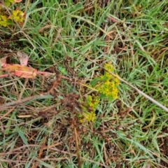 Euphorbia oblongata at Whitlam, ACT - 19 Aug 2024 10:08 AM