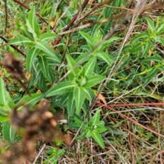 Euphorbia oblongata at Whitlam, ACT - 19 Aug 2024 10:08 AM