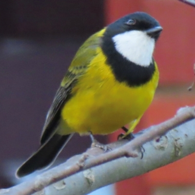 Pachycephala pectoralis (Golden Whistler) at Narrabundah, ACT - 18 Aug 2024 by RobParnell