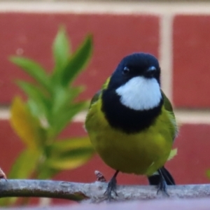 Pachycephala pectoralis at Narrabundah, ACT - 18 Aug 2024