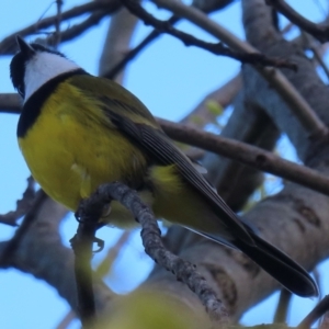 Pachycephala pectoralis at Narrabundah, ACT - 18 Aug 2024