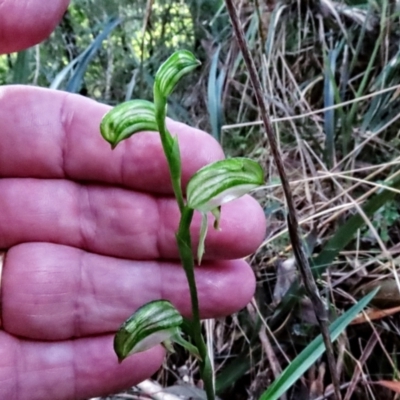 Pterostylis lineata (Blue Moutains Leafy Greenhood) at Mount Wilson, NSW - 16 Aug 2024 by poppyde