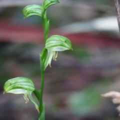 Pterostylis lineata at suppressed - 16 Aug 2024