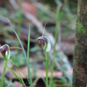 Pterostylis pedunculata at Mount Wilson, NSW - suppressed