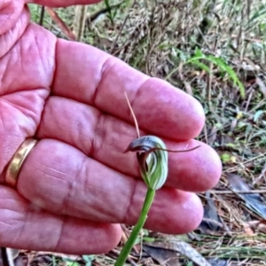 Pterostylis pedunculata at Mount Wilson, NSW - 16 Aug 2024