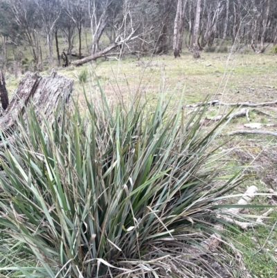 Dianella revoluta (Black-Anther Flax Lily) at Rye Park, NSW - 19 Aug 2024 by JaneR