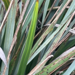 Dianella revoluta at Rye Park, NSW - 19 Aug 2024 02:52 PM