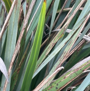 Dianella revoluta at Rye Park, NSW - 19 Aug 2024 02:52 PM