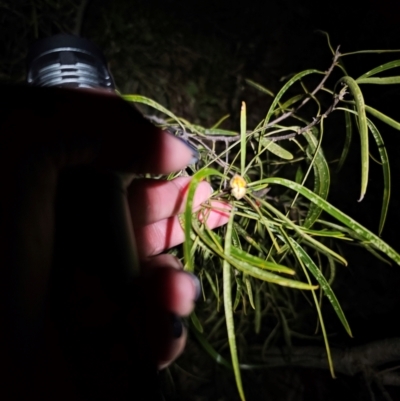 Eremophila longifolia (Weeping Emubush) at Parkes, NSW - 19 Aug 2024 by Csteele4