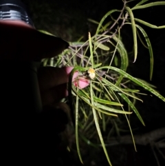 Eremophila longifolia at Parkes, NSW - 19 Aug 2024