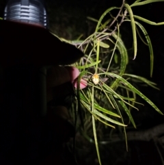 Eremophila longifolia at Parkes, NSW - 19 Aug 2024