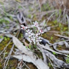 Wurmbea dioica subsp. dioica (Early Nancy) at Parkes, NSW - 19 Aug 2024 by Csteele4