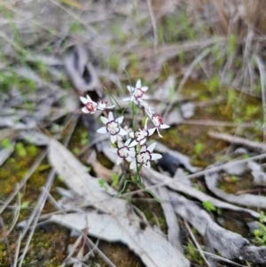 Wurmbea dioica subsp. dioica at Parkes, NSW - 19 Aug 2024 05:32 PM