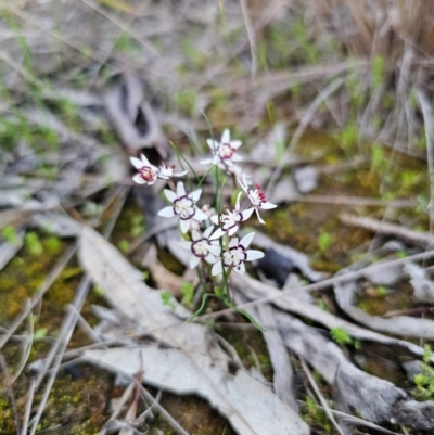 Wurmbea dioica subsp. dioica (Early Nancy) at Parkes, NSW - 19 Aug 2024 by Csteele4