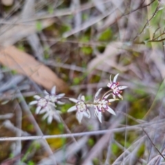 Wurmbea dioica subsp. dioica at Parkes, NSW - 19 Aug 2024