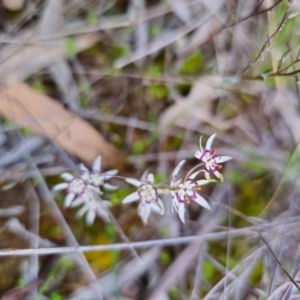 Wurmbea dioica subsp. dioica at Parkes, NSW - 19 Aug 2024