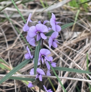 Hovea heterophylla at Rye Park, NSW - 19 Aug 2024