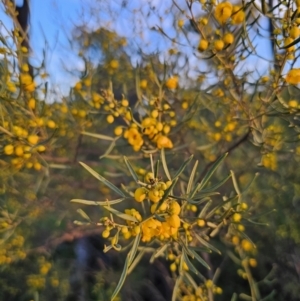 Senna artemisioides subsp. zygophylla at Parkes, NSW - 19 Aug 2024