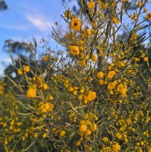 Senna artemisioides subsp. zygophylla at Parkes, NSW - 19 Aug 2024