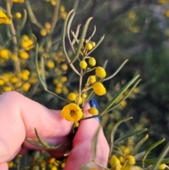 Senna artemisioides subsp. zygophylla at Parkes, NSW - 19 Aug 2024