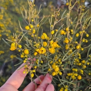 Senna artemisioides subsp. zygophylla at Parkes, NSW - 19 Aug 2024 05:18 PM