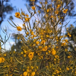 Senna artemisioides subsp. zygophylla at Parkes, NSW - 19 Aug 2024 05:18 PM