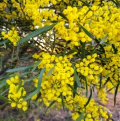 Acacia decora at Parkes, NSW - 19 Aug 2024 by Csteele4