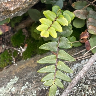 Pellaea calidirupium (Hot Rock Fern) at Rye Park, NSW - 19 Aug 2024 by JaneR