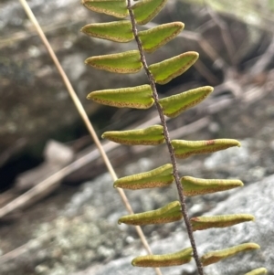 Pellaea calidirupium at Rye Park, NSW - 19 Aug 2024