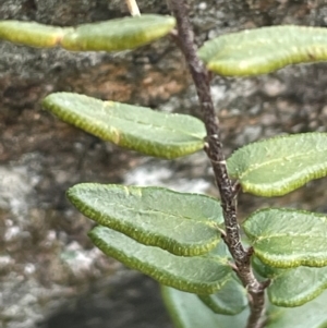 Pellaea calidirupium at Rye Park, NSW - 19 Aug 2024