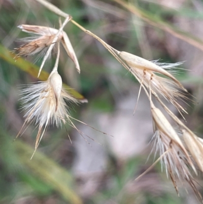 Rytidosperma (genus) (Wallaby Grass) at Rye Park, NSW - 19 Aug 2024 by JaneR