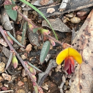 Bossiaea prostrata at Rye Park, NSW - 19 Aug 2024