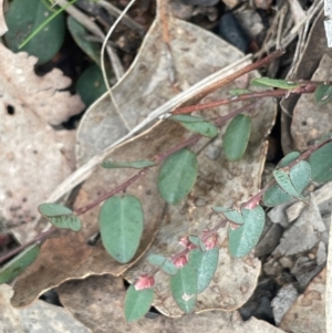 Bossiaea prostrata at Rye Park, NSW - 19 Aug 2024