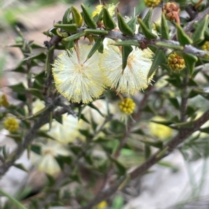 Acacia gunnii at Rye Park, NSW - 19 Aug 2024