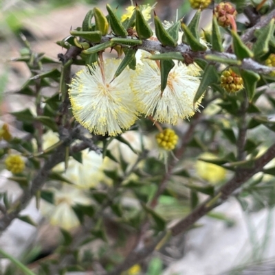 Acacia gunnii (Ploughshare Wattle) at Rye Park, NSW - 19 Aug 2024 by JaneR