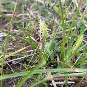 Carex breviculmis at Rye Park, NSW - 19 Aug 2024