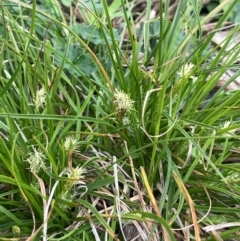 Carex breviculmis at Rye Park, NSW - 19 Aug 2024