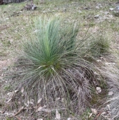 Xanthorrhoea glauca subsp. angustifolia (Grey Grass-tree) at Rye Park, NSW - 19 Aug 2024 by JaneR