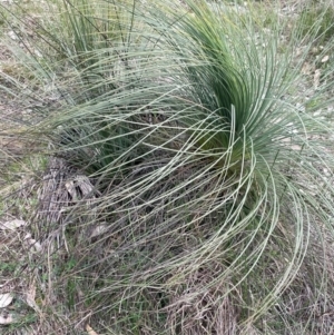 Xanthorrhoea glauca subsp. angustifolia at Rye Park, NSW - 19 Aug 2024